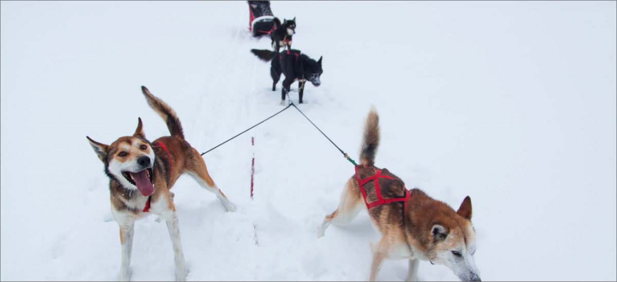 Dog sled team exited to be running in the snow.