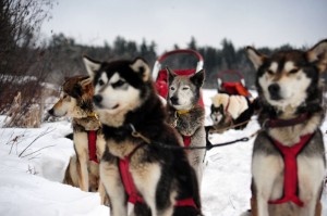 Dog sled team waiting to run