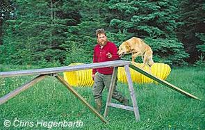 Dog in training running up a ramp across a board