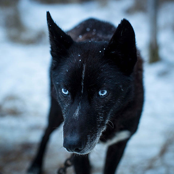 Black dog with blue eyes looking at the camera