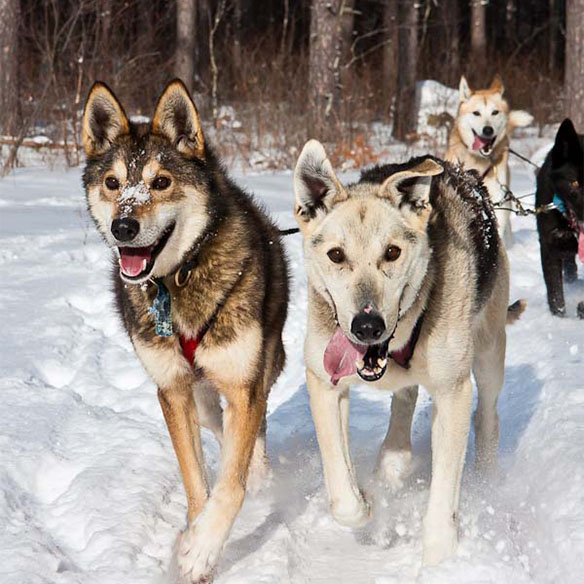 Dog sled team ready to run