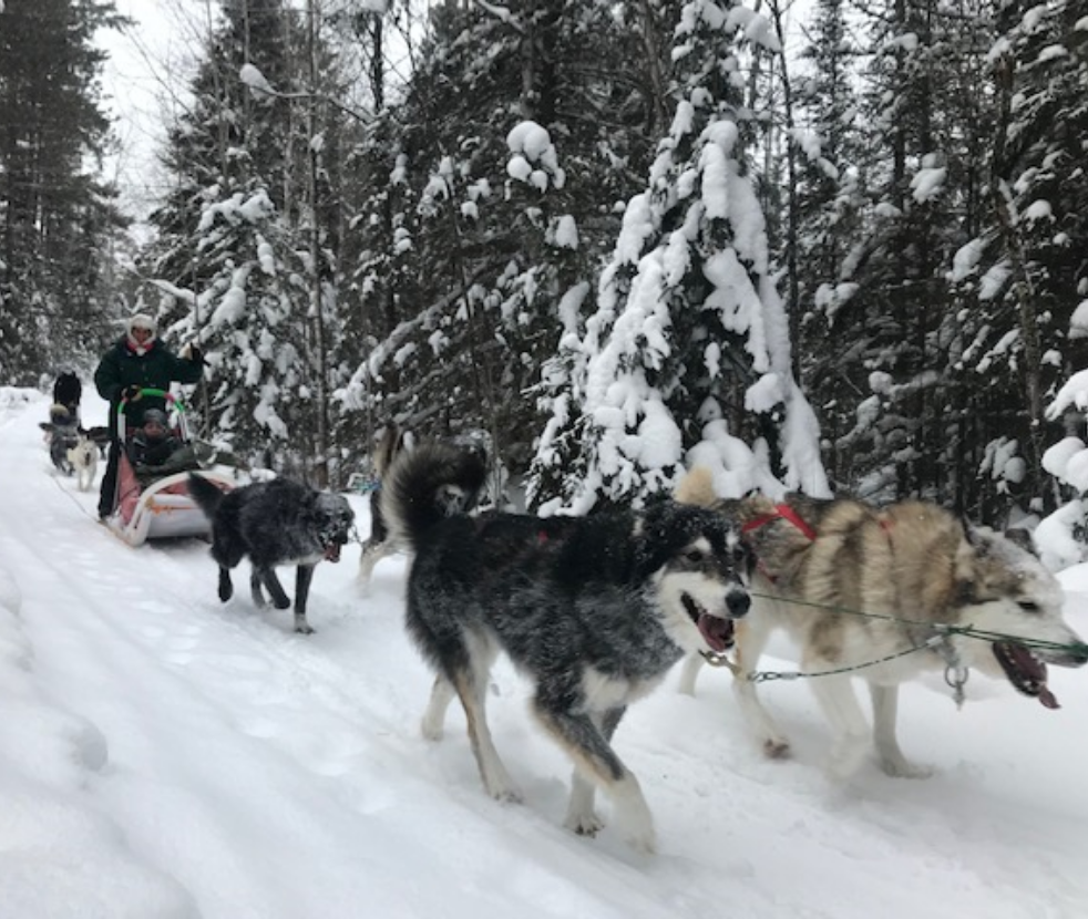Two White Wilderness sled dog teams running through the snow.
