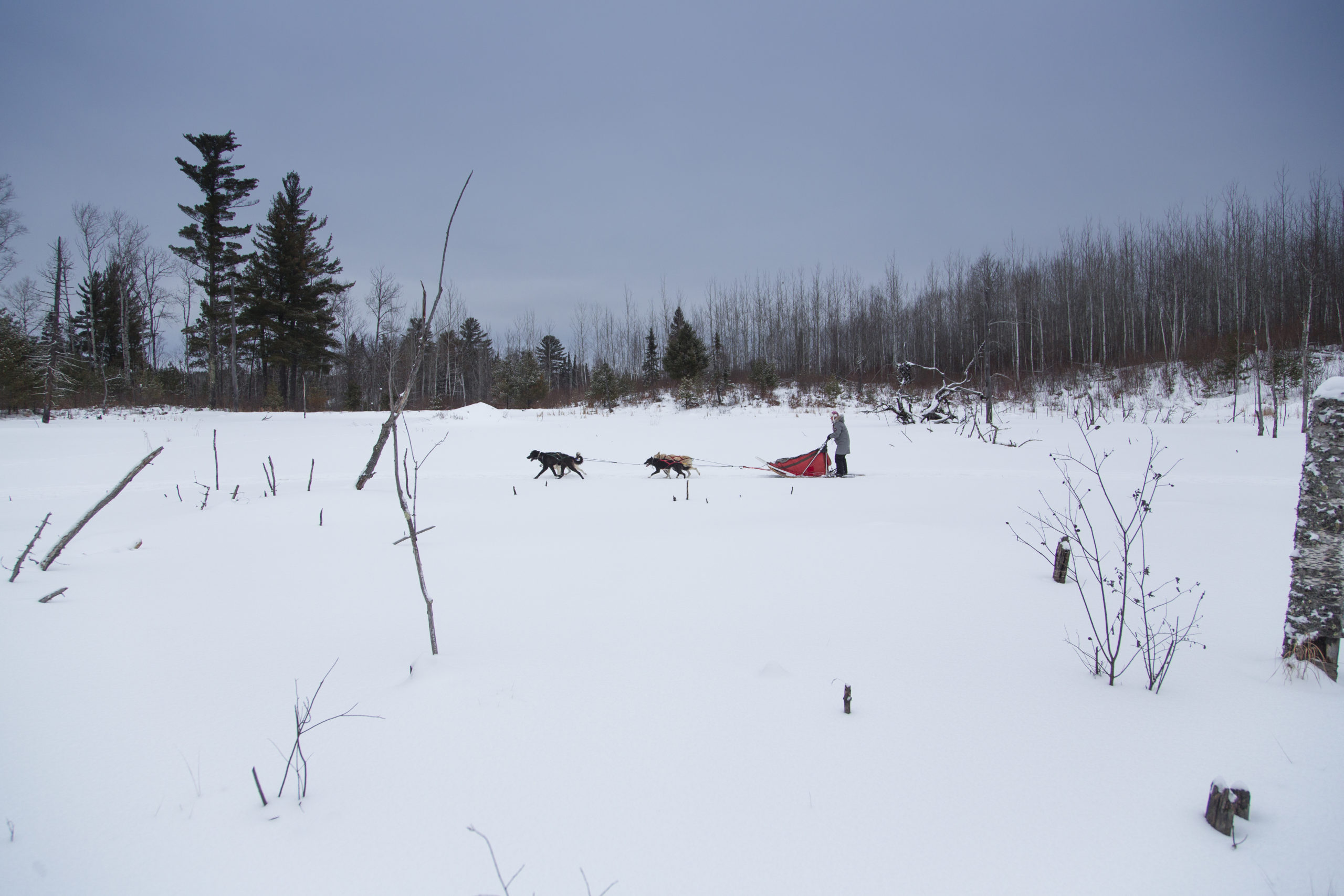 White Wilderness dog sled team in the distance of a snowy clearing