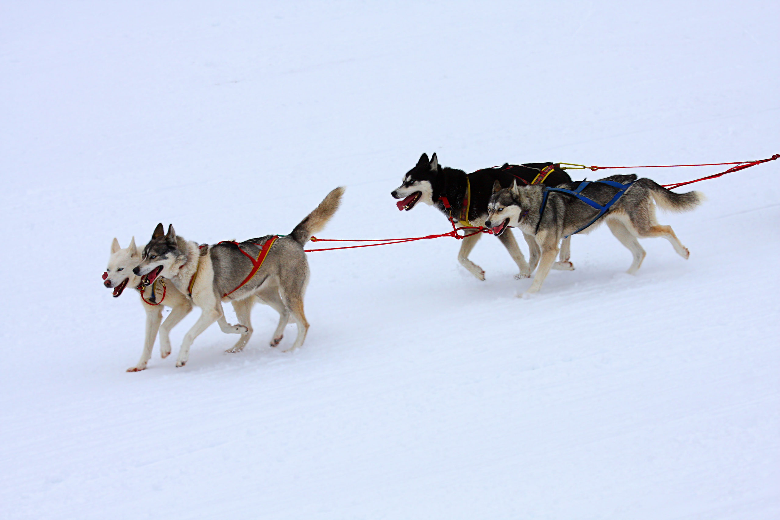 White Widlerness dog sled team dashing through snow