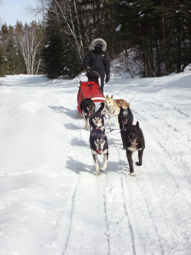 Dog sled team pulling a sled and a rider on a snowy path.