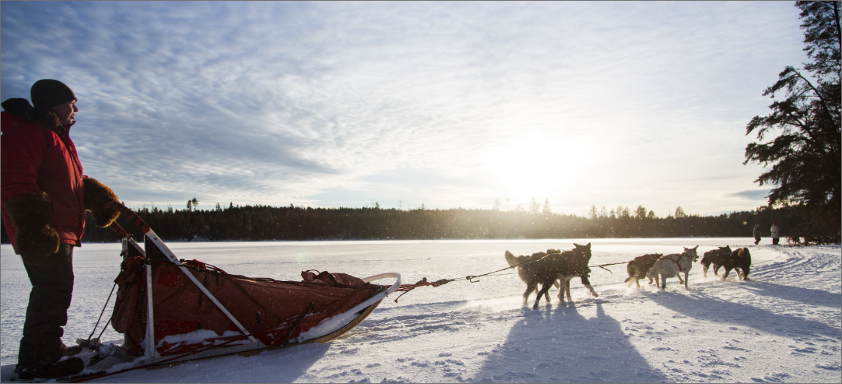 A dog sled team pulling a sled in the sun with a single rider.