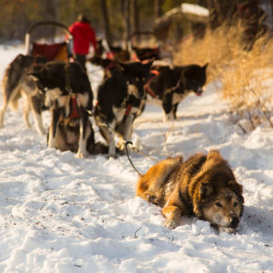 Dog sled team playing and resting