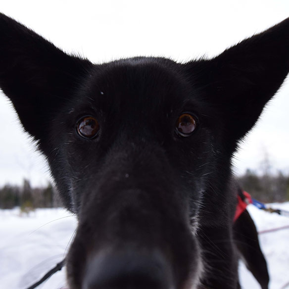 Black dog with his face in the camera