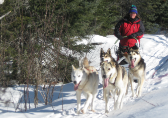 White Wilderness dog sled team and rider in Minnesota