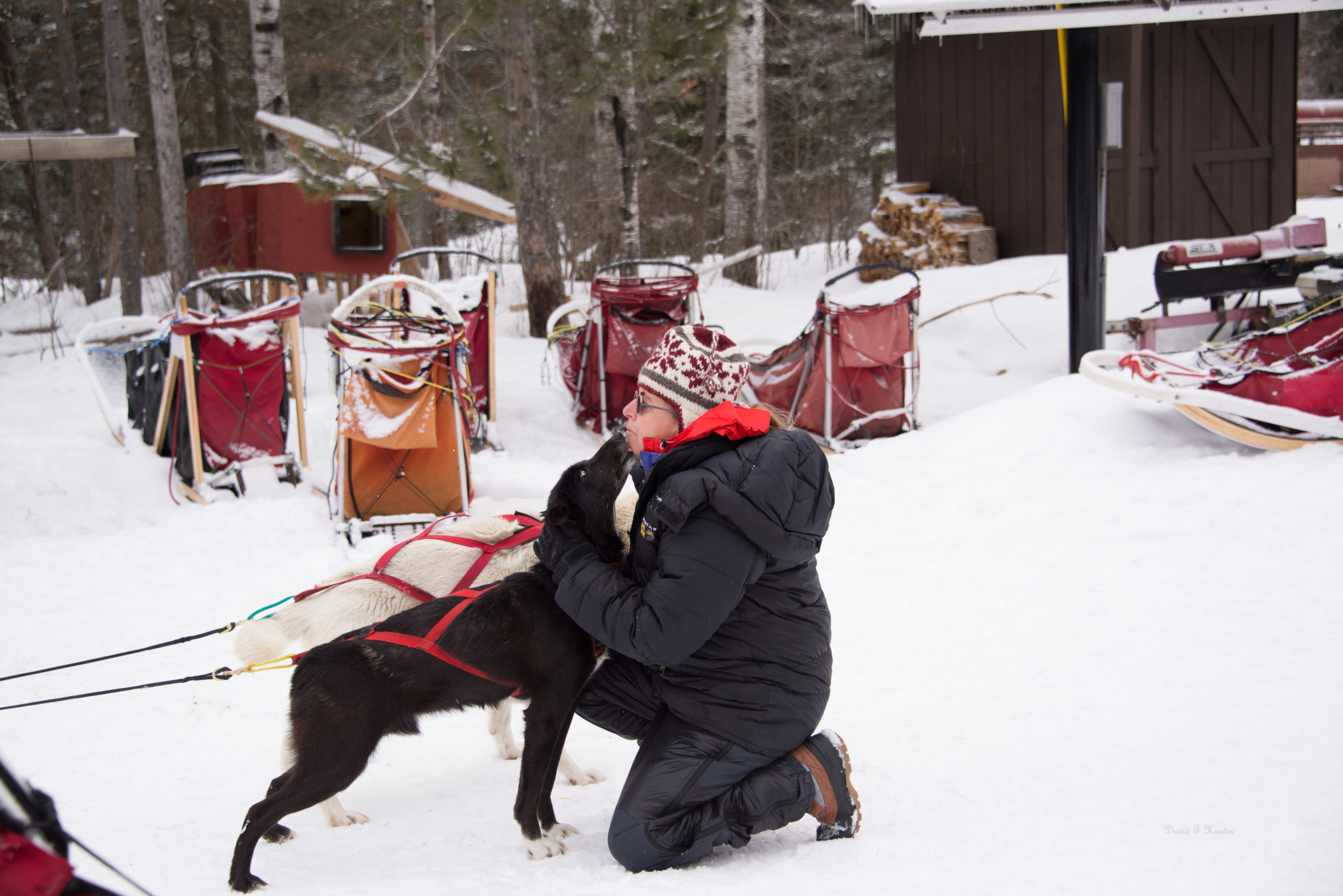Two White Wilderness sled dogs licking a person kneeled in fron of the team on a day trip.