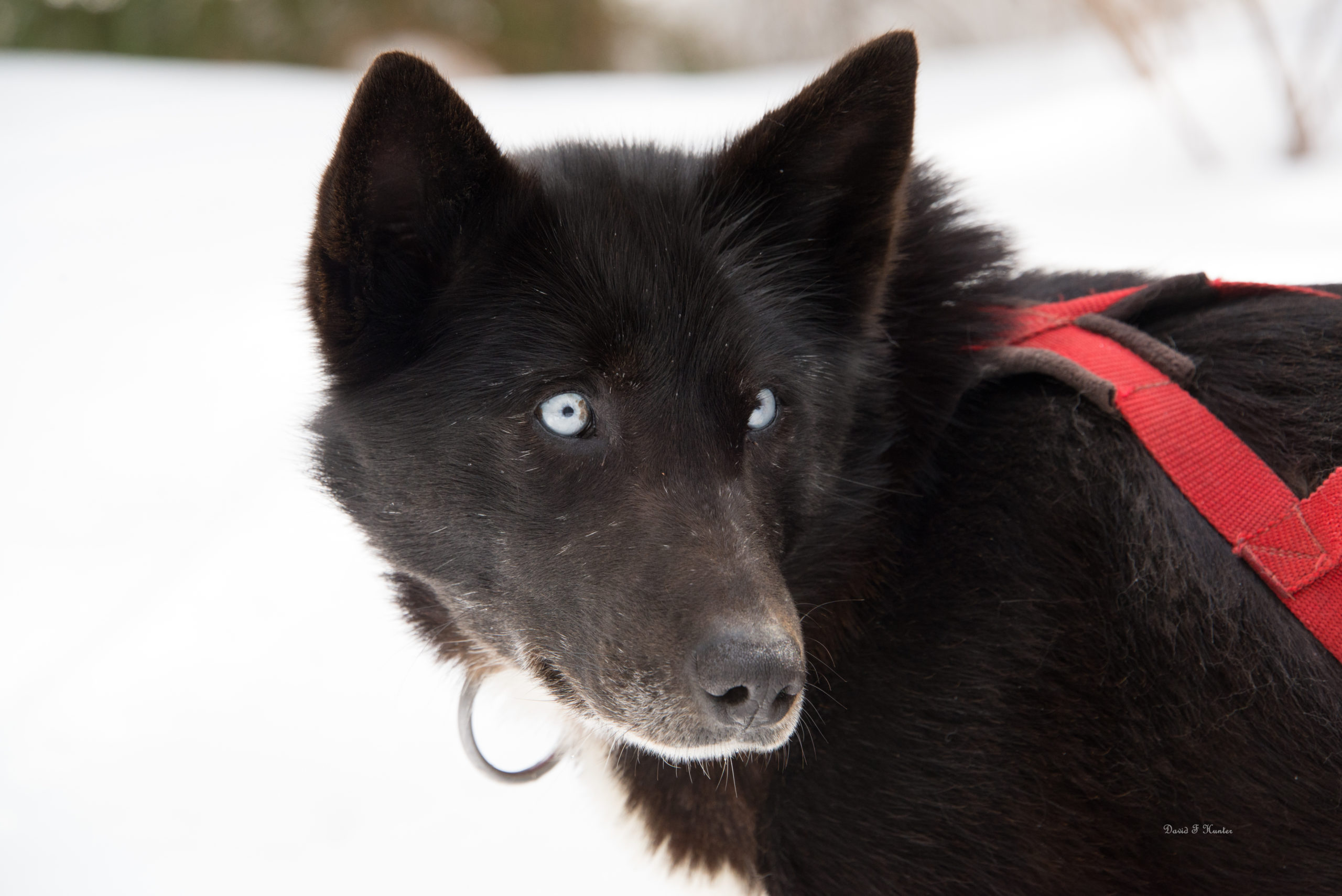 Blue eyed White Wilderness sled dog