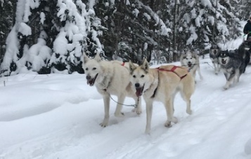 Happy White Wilderness dog sled team in snowy forest