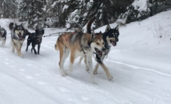 White Wilderness sled dog team pulling a sled in Minnesota