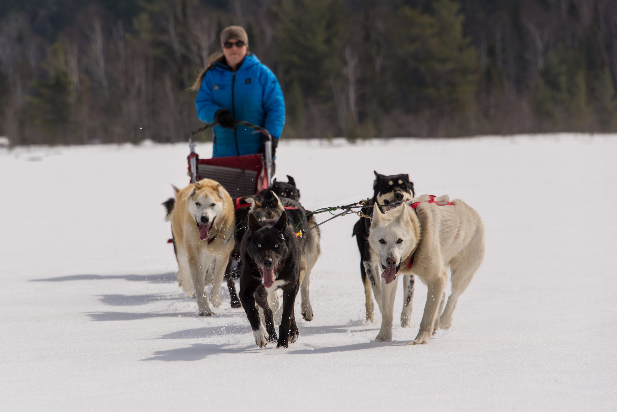 Drive Your Own Sled Dog Team White Wilderness Ely, MN
